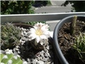 Gymnocalycium 